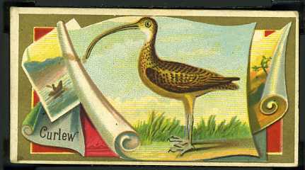 18 Curlew